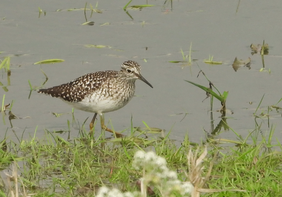 Tringa graleola Bosruiter Wood Sandpiper